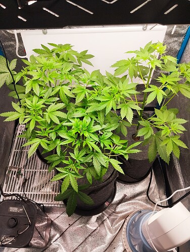Growreport Bild 7
