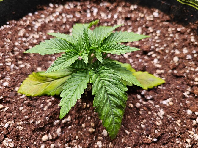 Growreport Bild 7