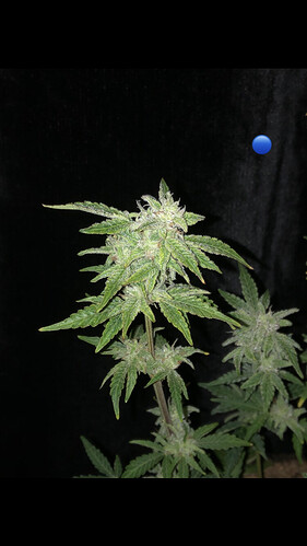Growreport Bild 26