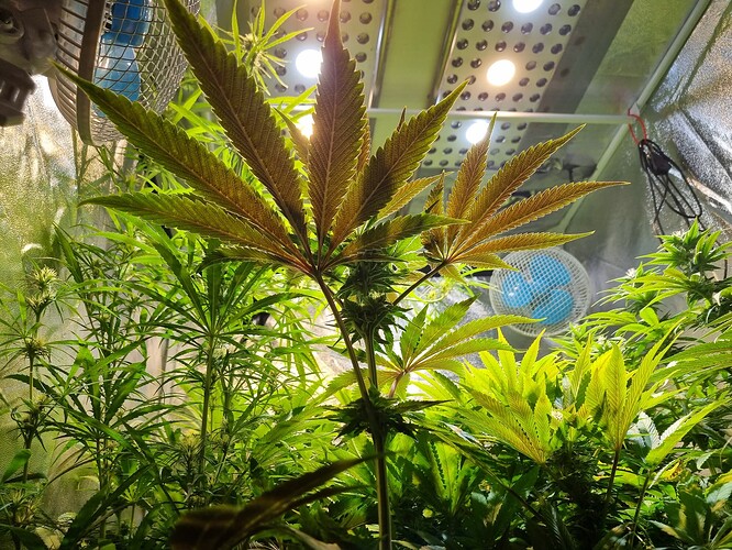 Mehrere Cannabispflanzen in einem Zelt, eine Pflanze im Vordergrund mit großen, sich verfärbenden Blättern, im Hintergrund kleinere Pflanzen mit beginnenden Blütenansätzen.