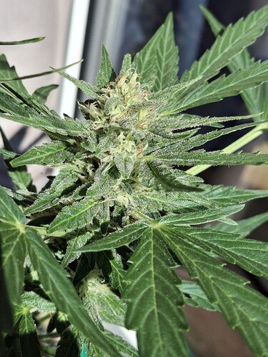 Growreport Bild 131