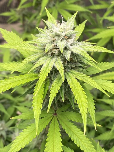 Growreport Bild 69
