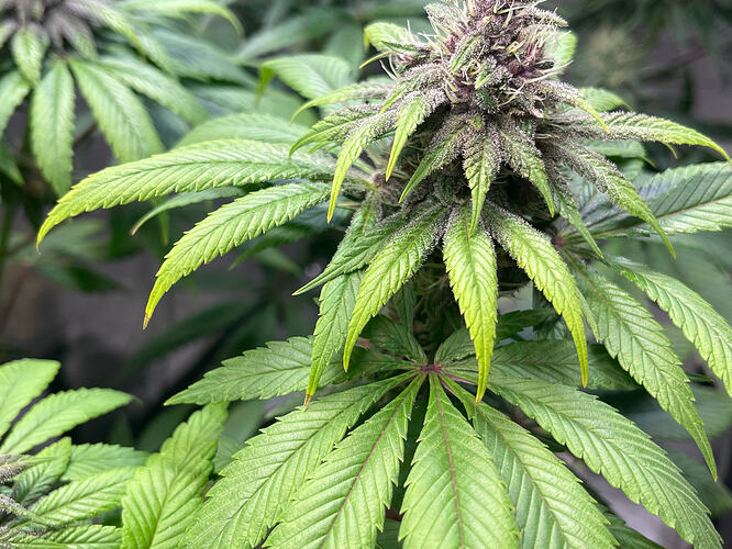 Growreport Bild 22
