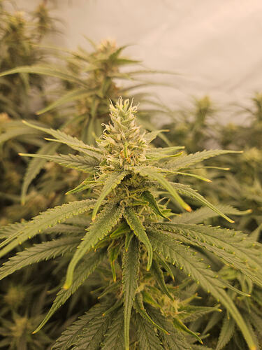 Growreport Bild 3
