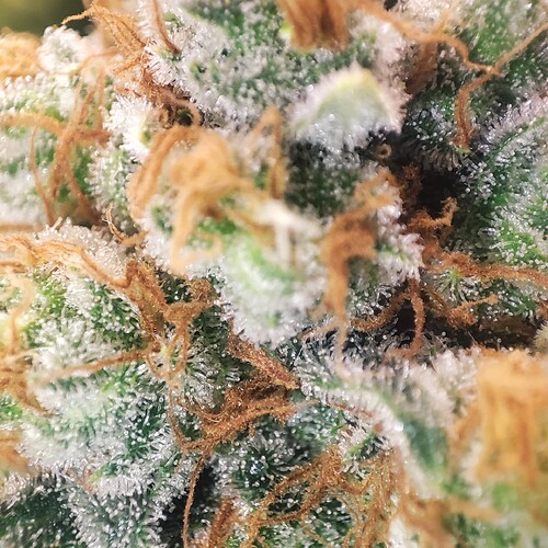 Growreport Bild 73