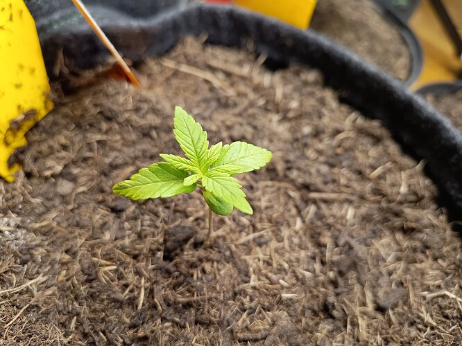 IMG_20240506_184434836