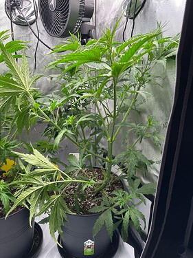 Growreport Bild 27