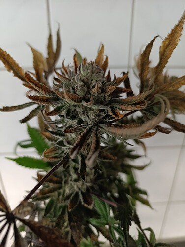 Growreport Bild 3