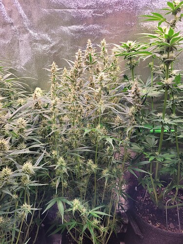 Growreport Bild 4