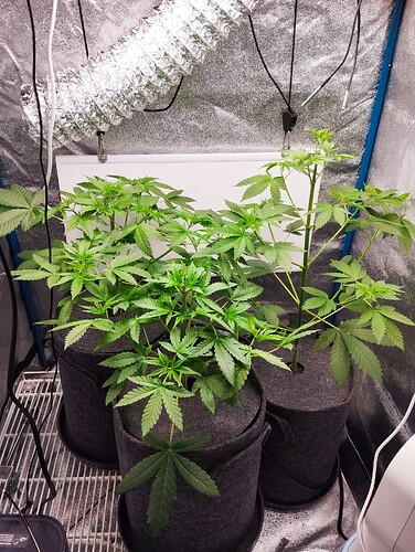 Growreport Bild 8