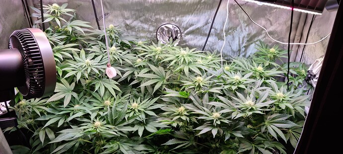 Growreport Bild 2