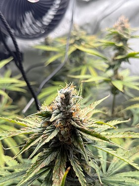 Growreport Bild 2