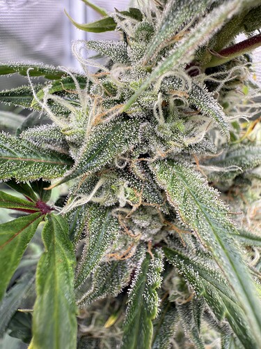 Growreport Bild 8