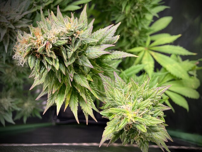 Growreport Bild 7