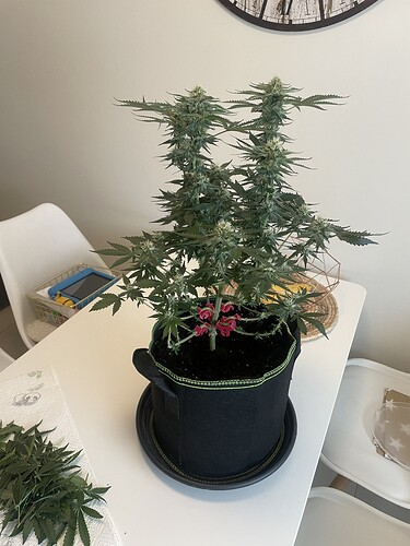 Growreport Bild 7