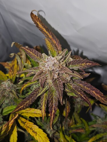 MVIMG_20251128_150323