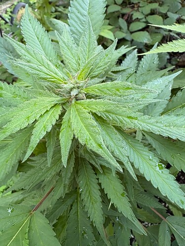 Growreport Bild 15
