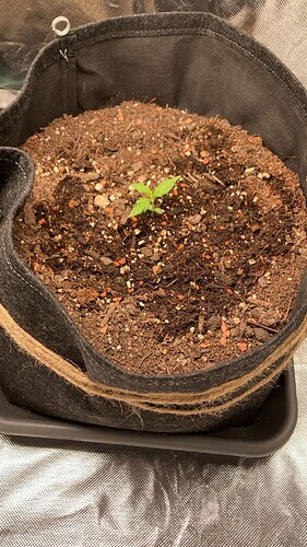 bf253e8a-893d-4258-ab38-b7c32567e81f