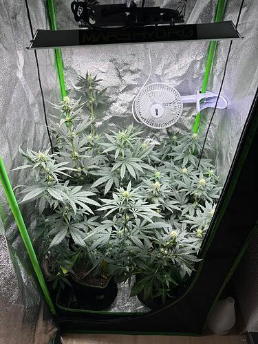 Vier Cannabispflanzen in einem Growzelt unter einer Mars Hydro LED-Lampe, die Pflanzen befinden sich in der Blütephase.