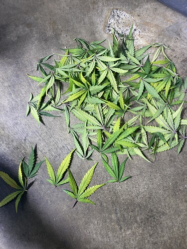 Growreport Bild 32