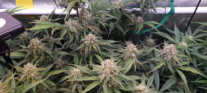 Growreport Bild 46