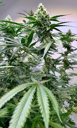 Growreport Bild 2