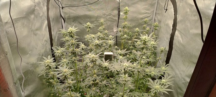 IMG_20250221_103121574_HDR