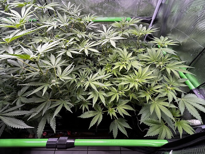 Growreport Bild 61