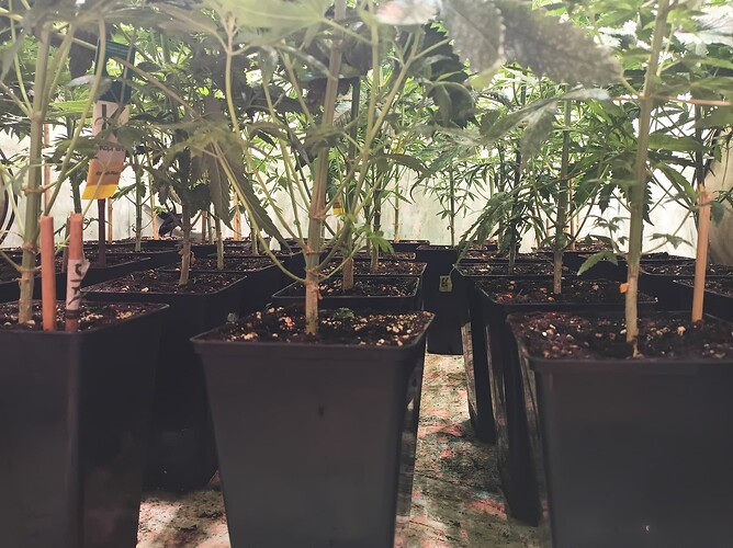 Growreport Bild 8