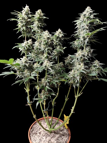 Growreport Bild 41