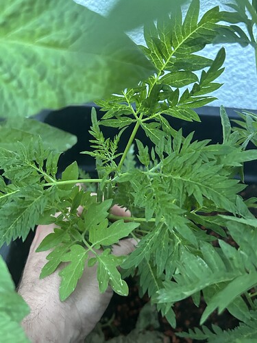 Growreport Bild 52