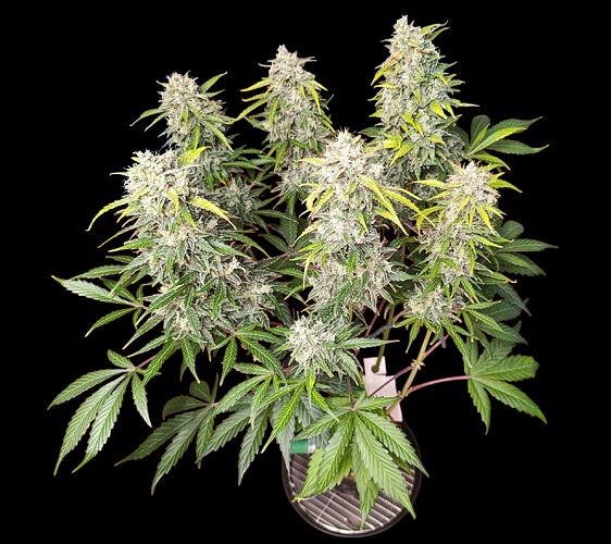 Growreport Bild 29