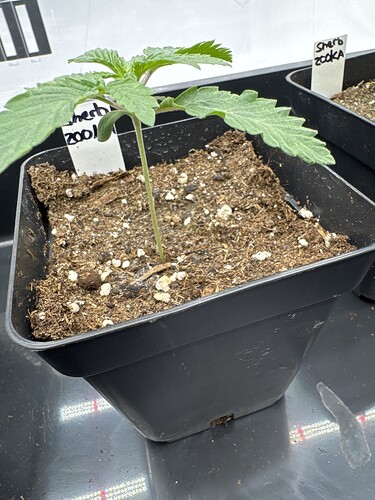 Growreport Bild 9
