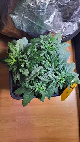 Growreport Bild 28