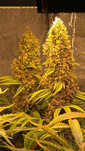 Growreport Bild 8