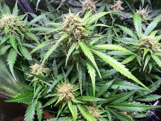 Growreport Bild 5