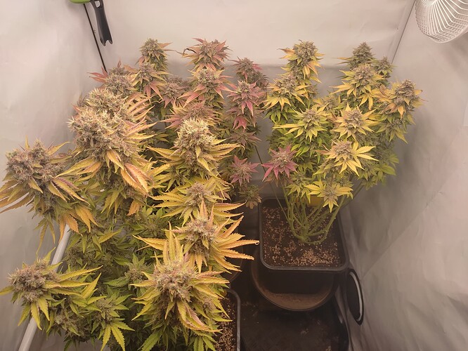 Growreport Bild 32