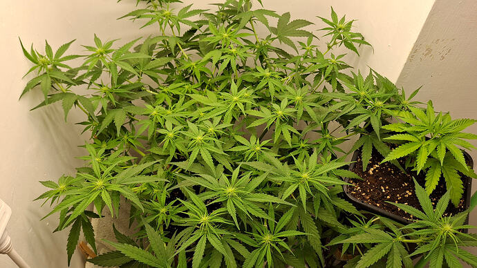 Growreport Bild 219