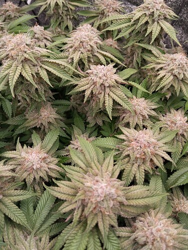 IMG_20250228_205359 - Kopie