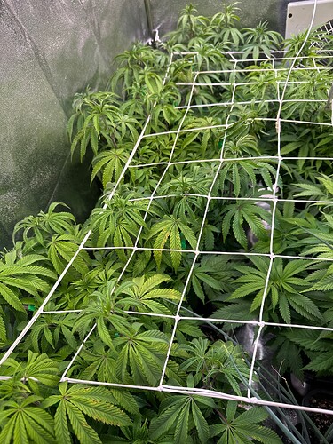Growreport Bild 13