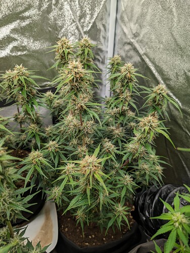 Growreport Bild 8