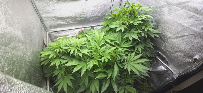 Growreport Bild 2