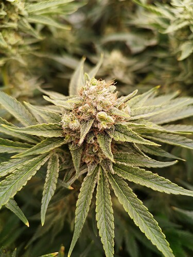 Growreport Bild 2