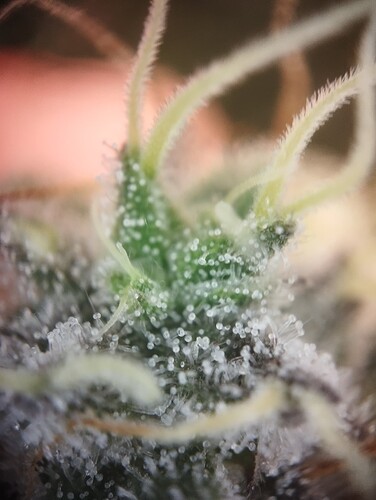 Growreport Bild 6