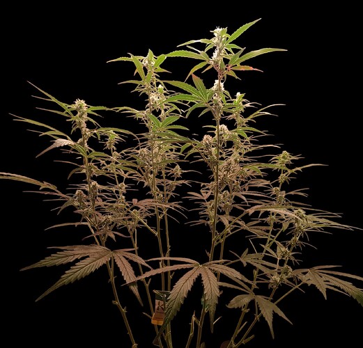 Growreport Bild 10