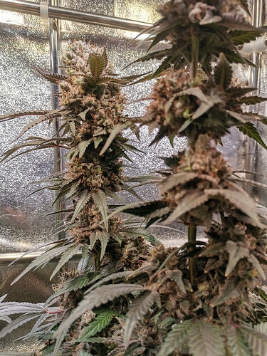 Growreport Bild 13
