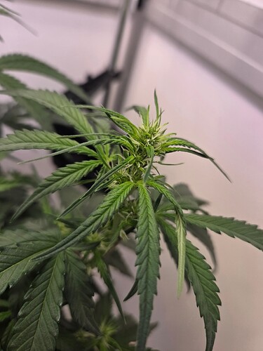 Growreport Bild 3