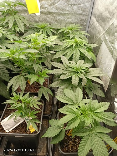 Growreport Bild 11