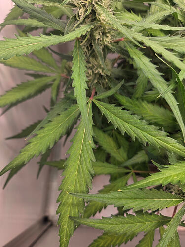 Nahaufnahme einer Cannabis-Pflanze in der Blütephase mit sichtbaren Blattverfärbungen.