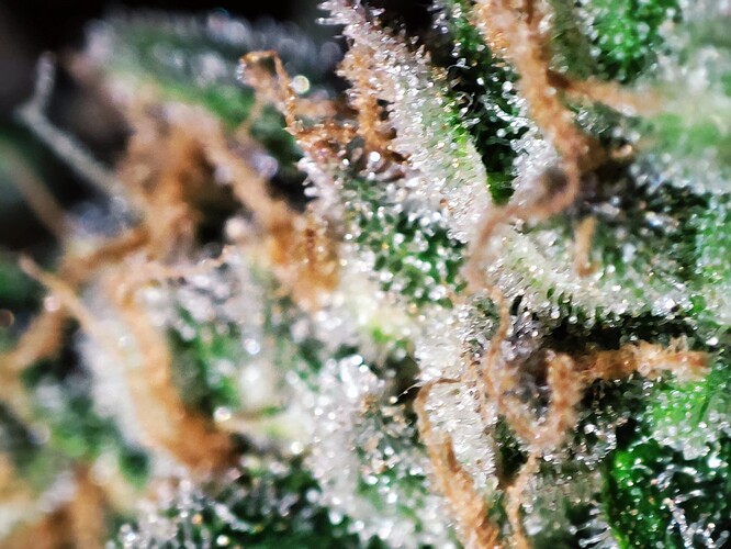Growreport Bild 76